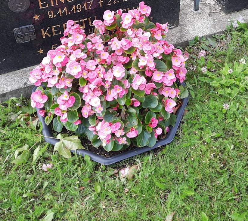 Kukkaistutus kasvualtaassa hautakiven edessä.