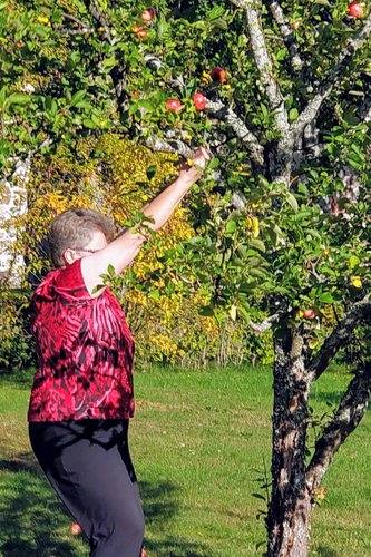 Nainen kurottautuu poimimaan omenoita omenapuusta.